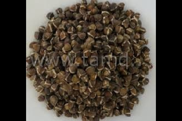 Moringa Seeds